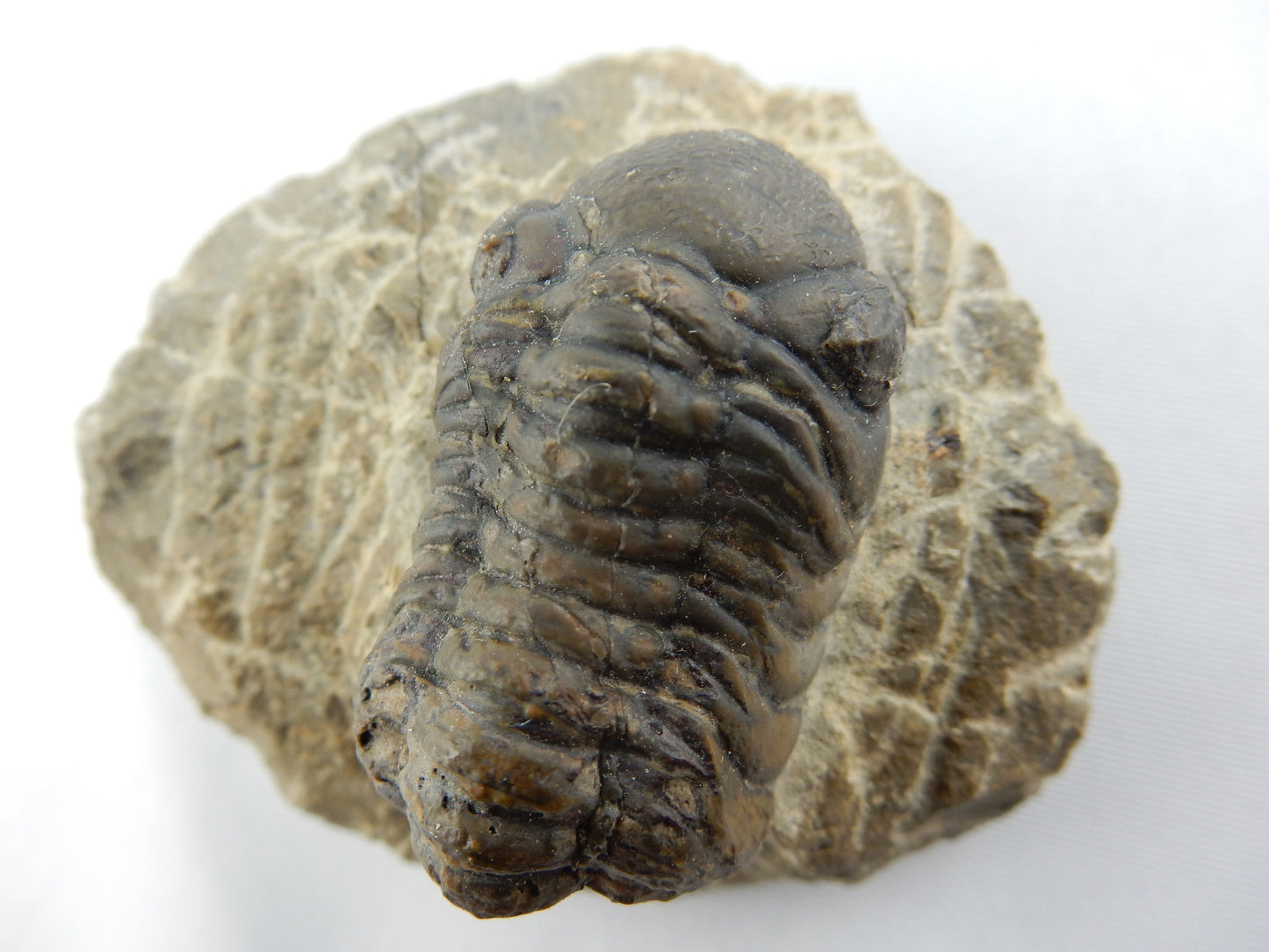 Trilobite - Phacops
