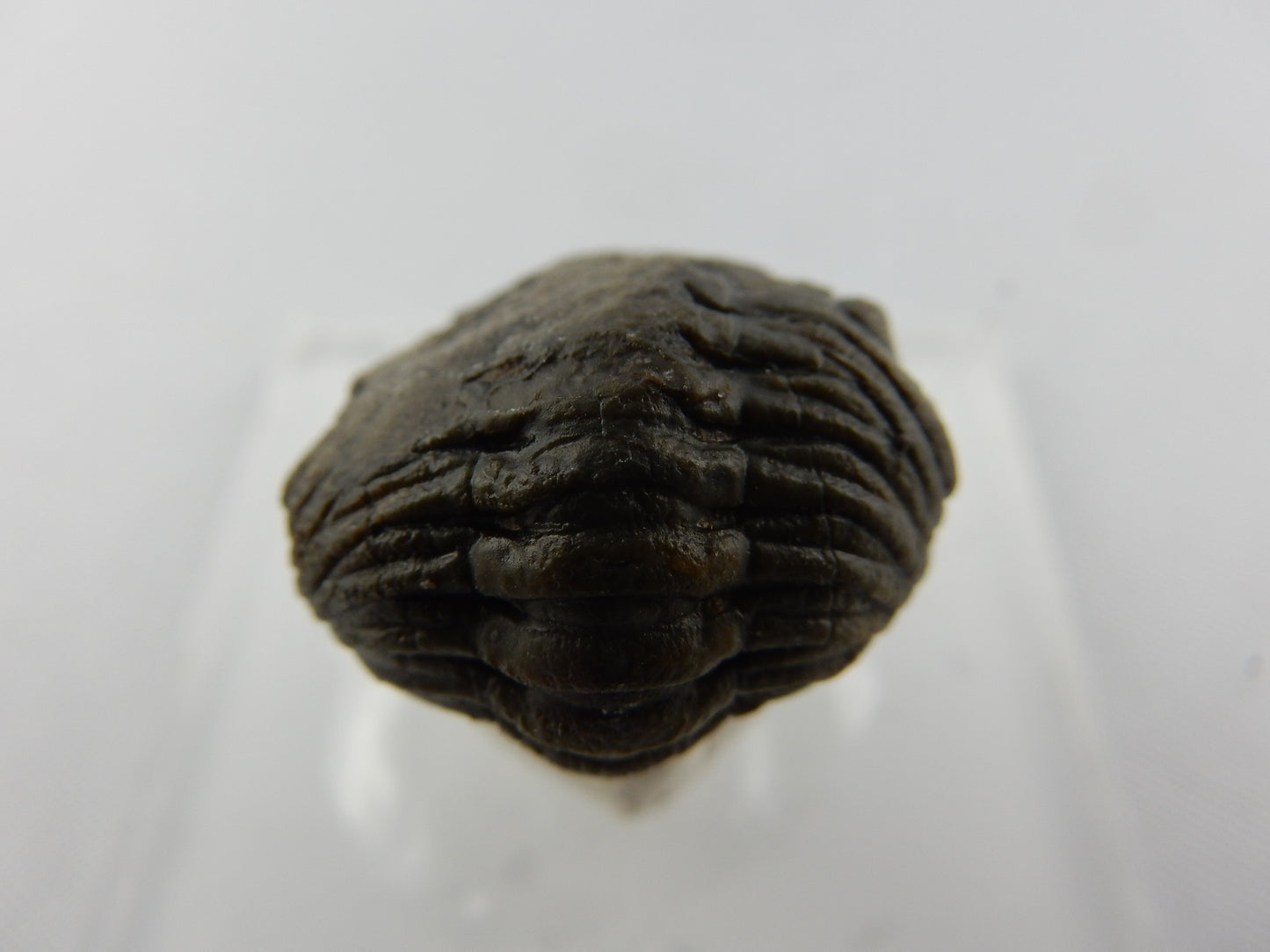 classic Phacops trilobite (faceted eyes) - complete specimen - in the "death rolled" shape