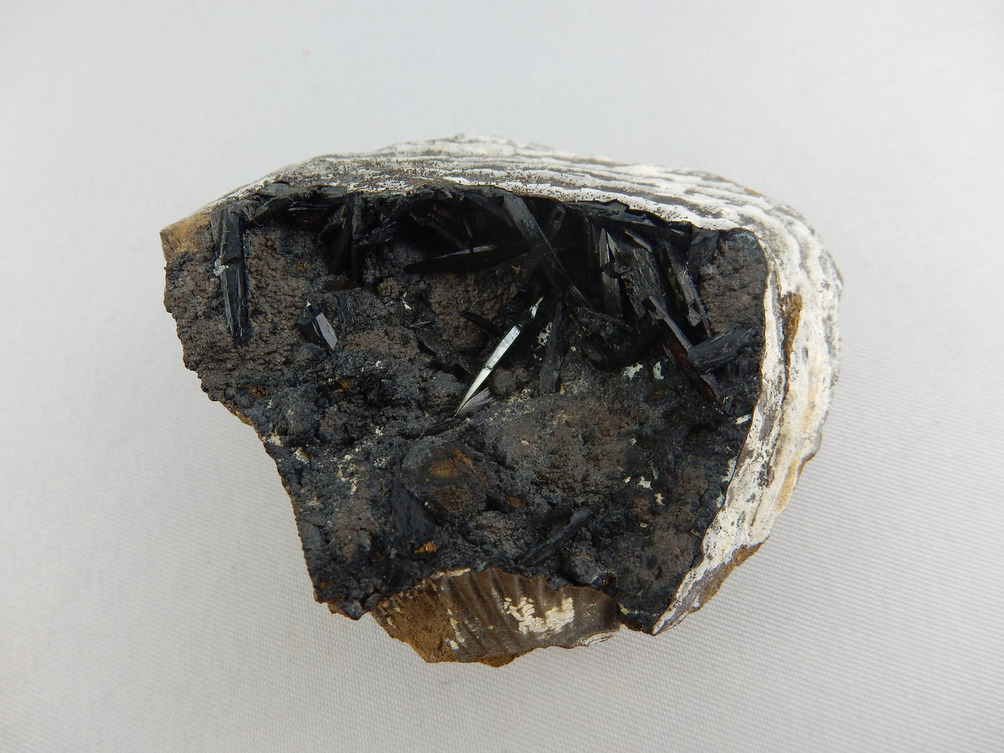Vivianite in Clam Fossil