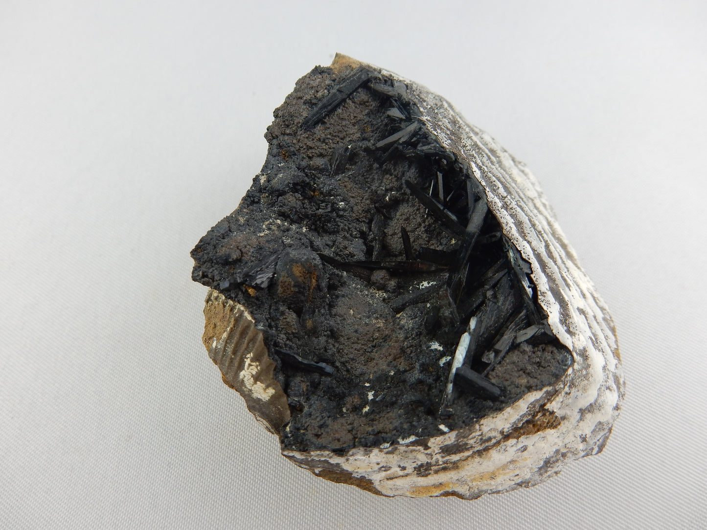 Vivianite in Clam Fossil
