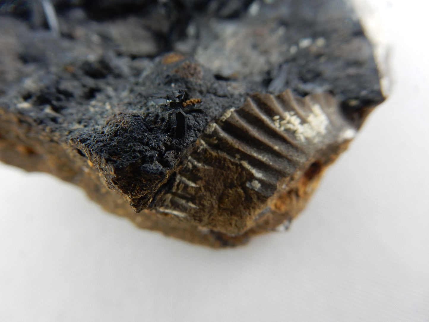 Vivianite in Clam Fossil