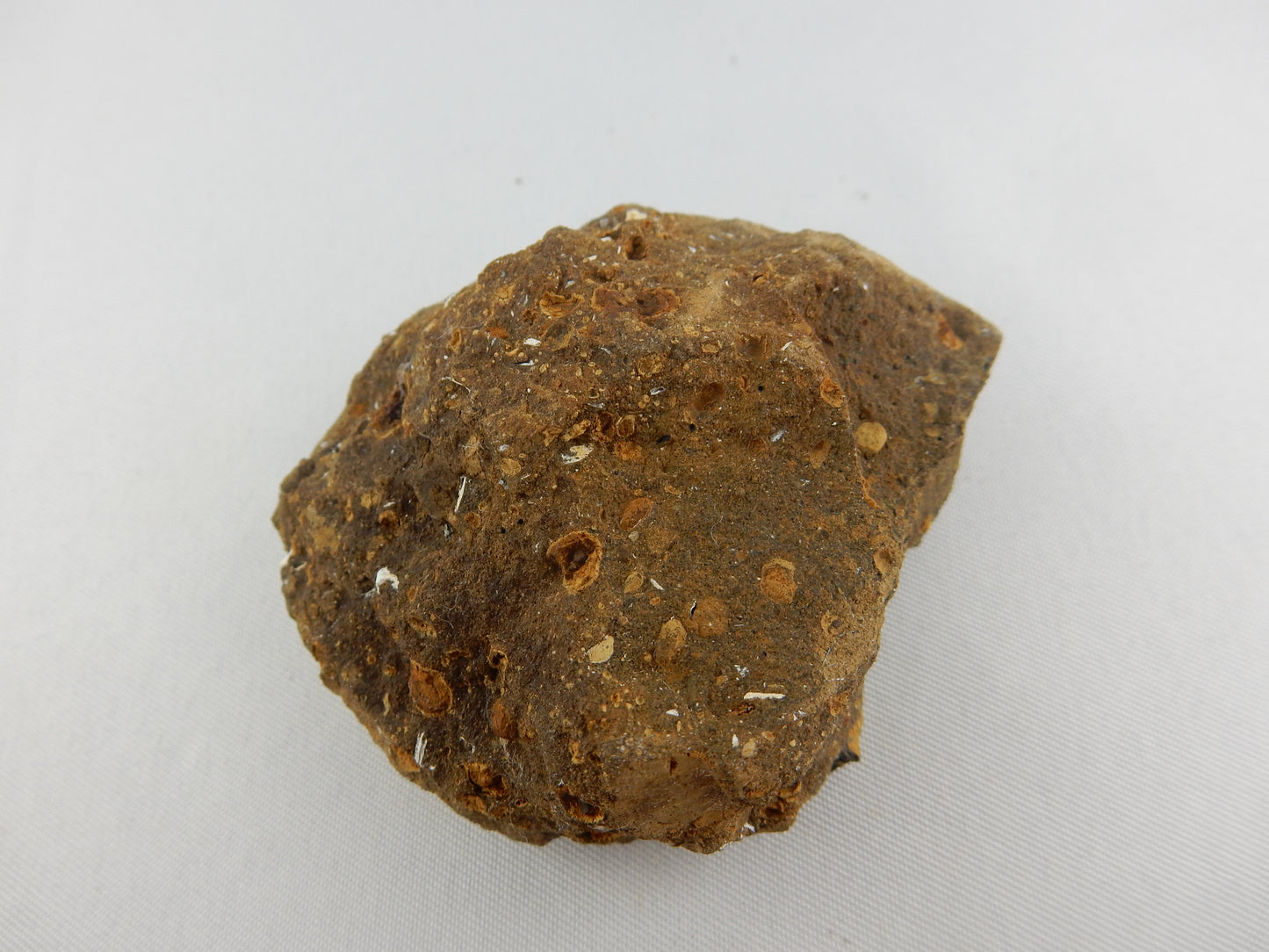 Vivianite in Clam Fossil