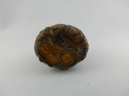 Natural desert-polished unique agate - nice complex "eyes" exposed by desert sands Gobi Desert