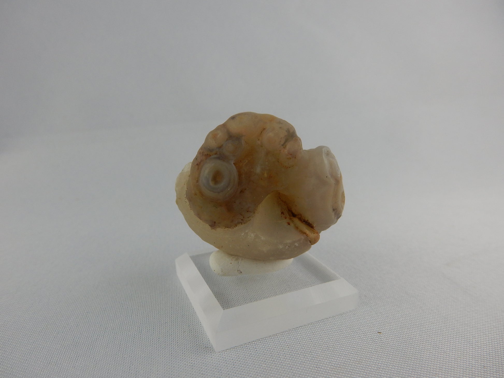 Natural desert-polished unique agate - nice complex "eyes" exposed by desert sands Gobi Desert