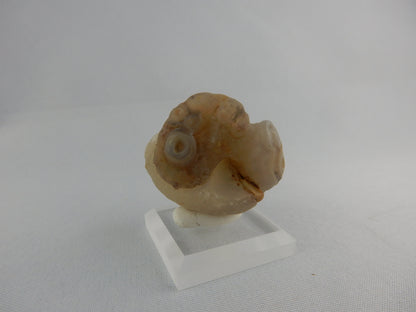 Natural desert-polished unique agate - nice complex "eyes" exposed by desert sands Gobi Desert