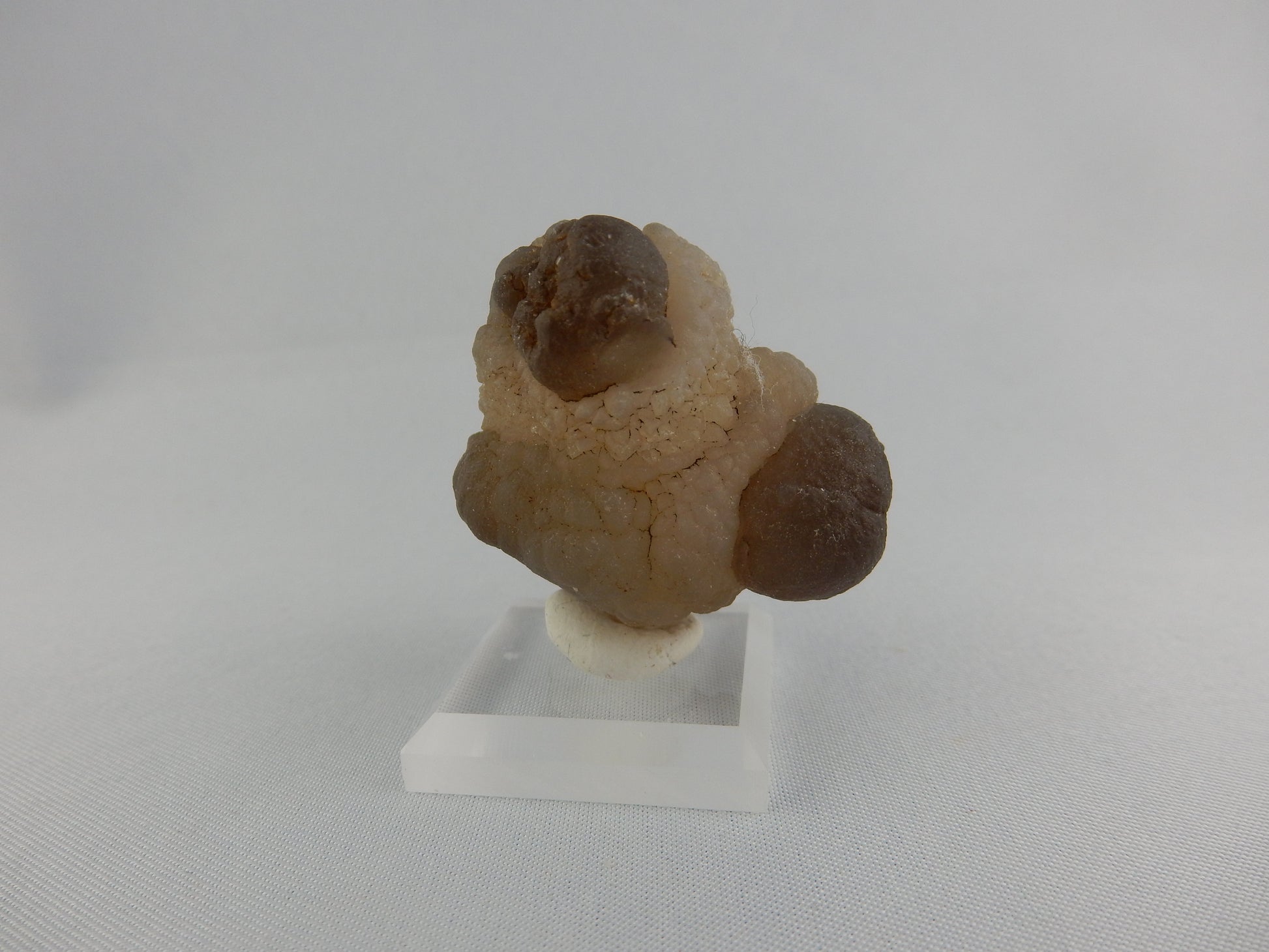 Natural desert-polished unique agate - 4 x prominent "eyes" of brown agate in matrix of tramsluscent while agate - exposed by desert sands Gobi Desert