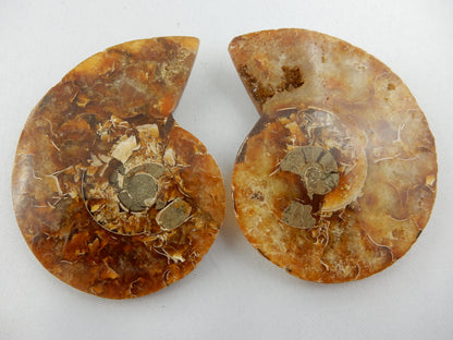 Ammonite split pair, rainbow shell, interesting calcite replacement