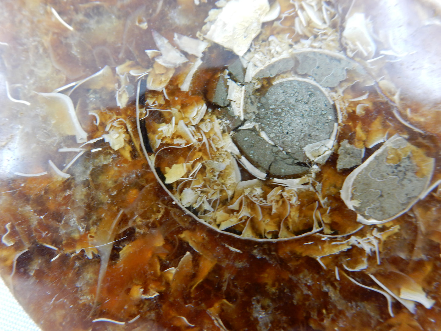 Ammonite Split Pair