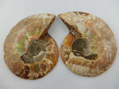 Ammonite Split Pair