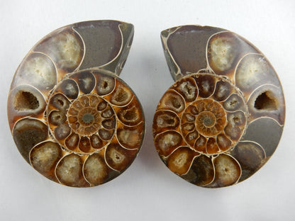 Ammonite split pair, fantastic calcite crystal lined chambers, complete