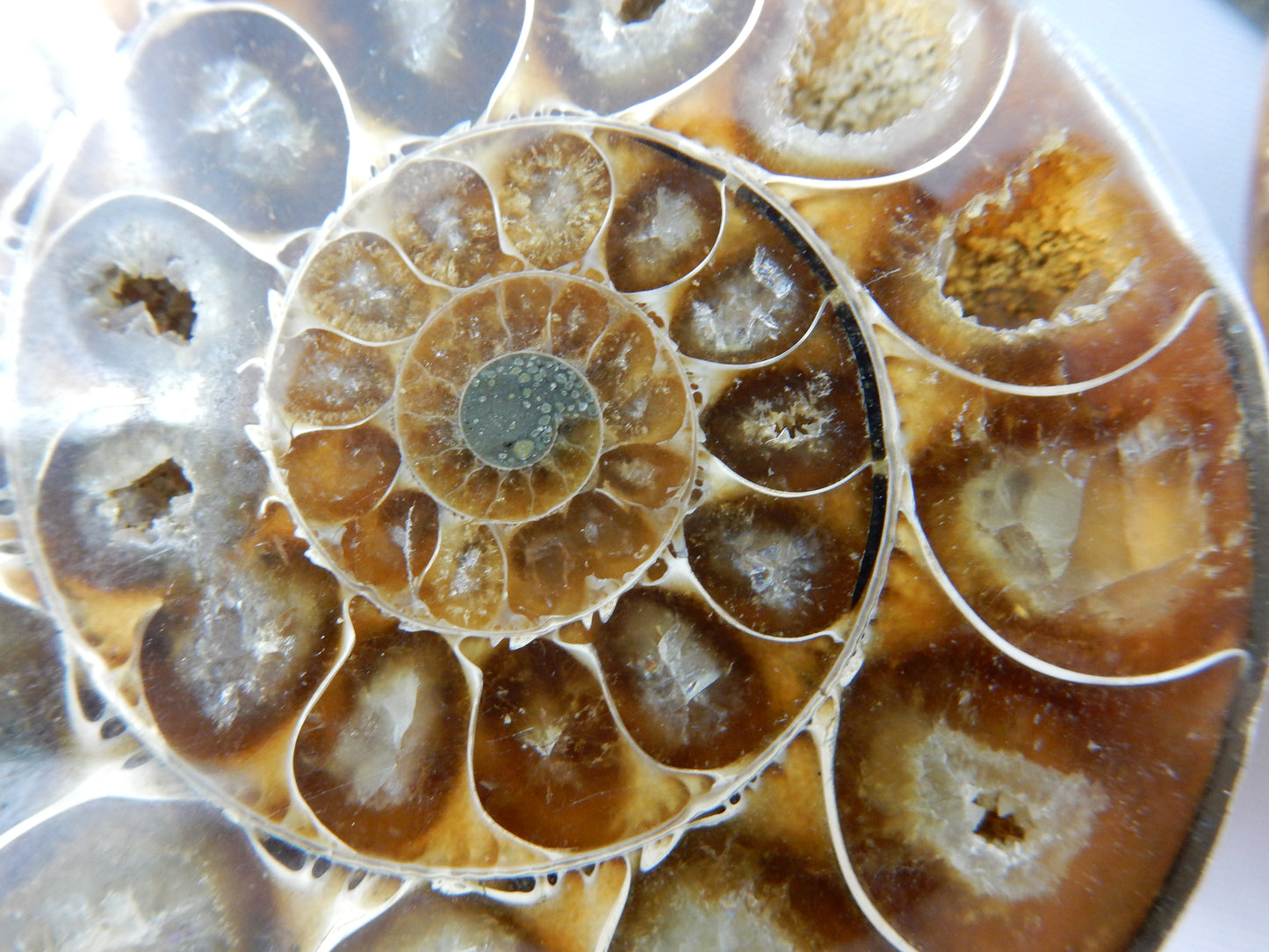 Ammonite Split Pair