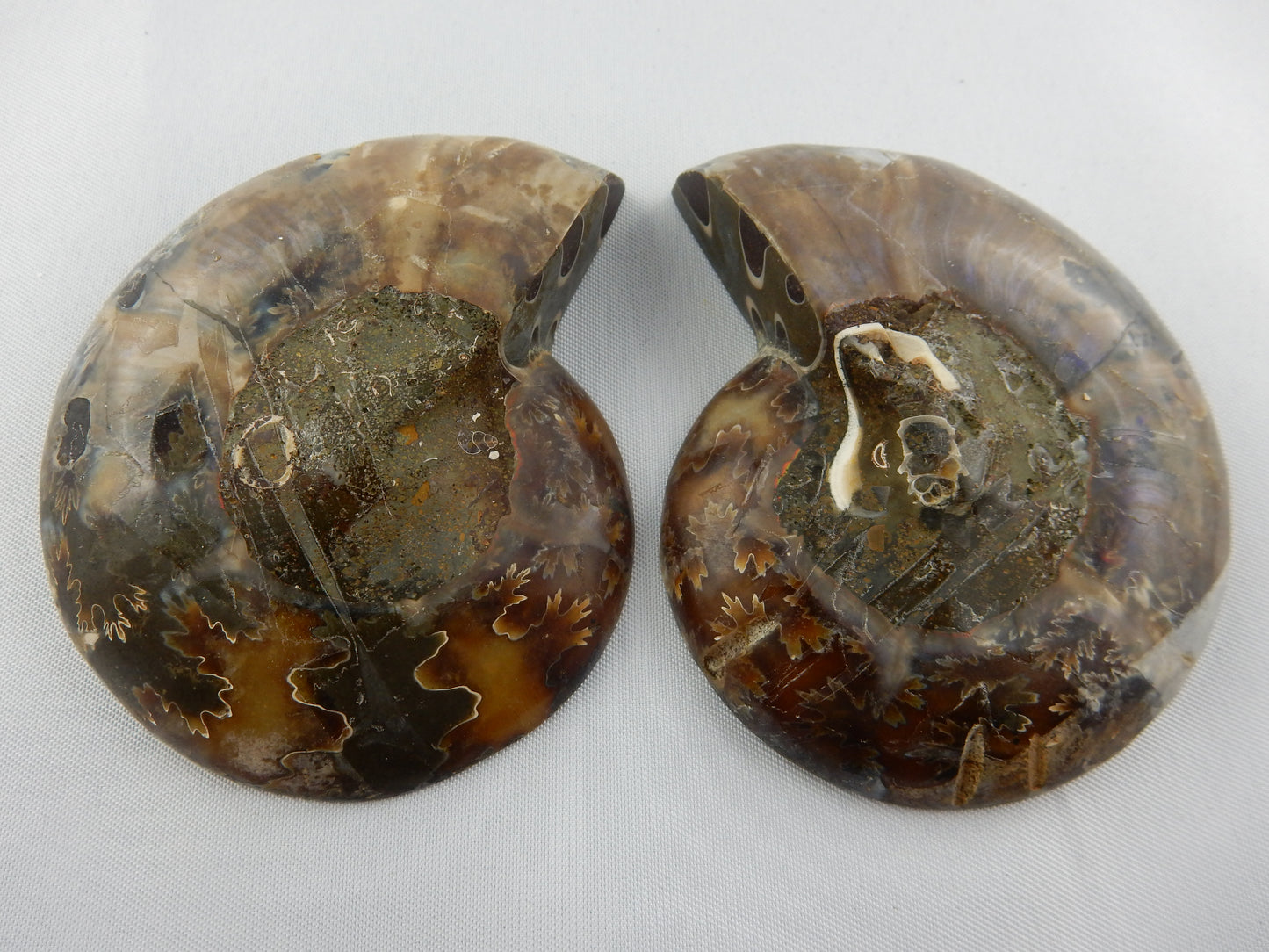 Ammonite Split Pair