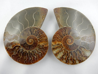 Ammonite split pair, complete delicate chambers, calcite and clay filled