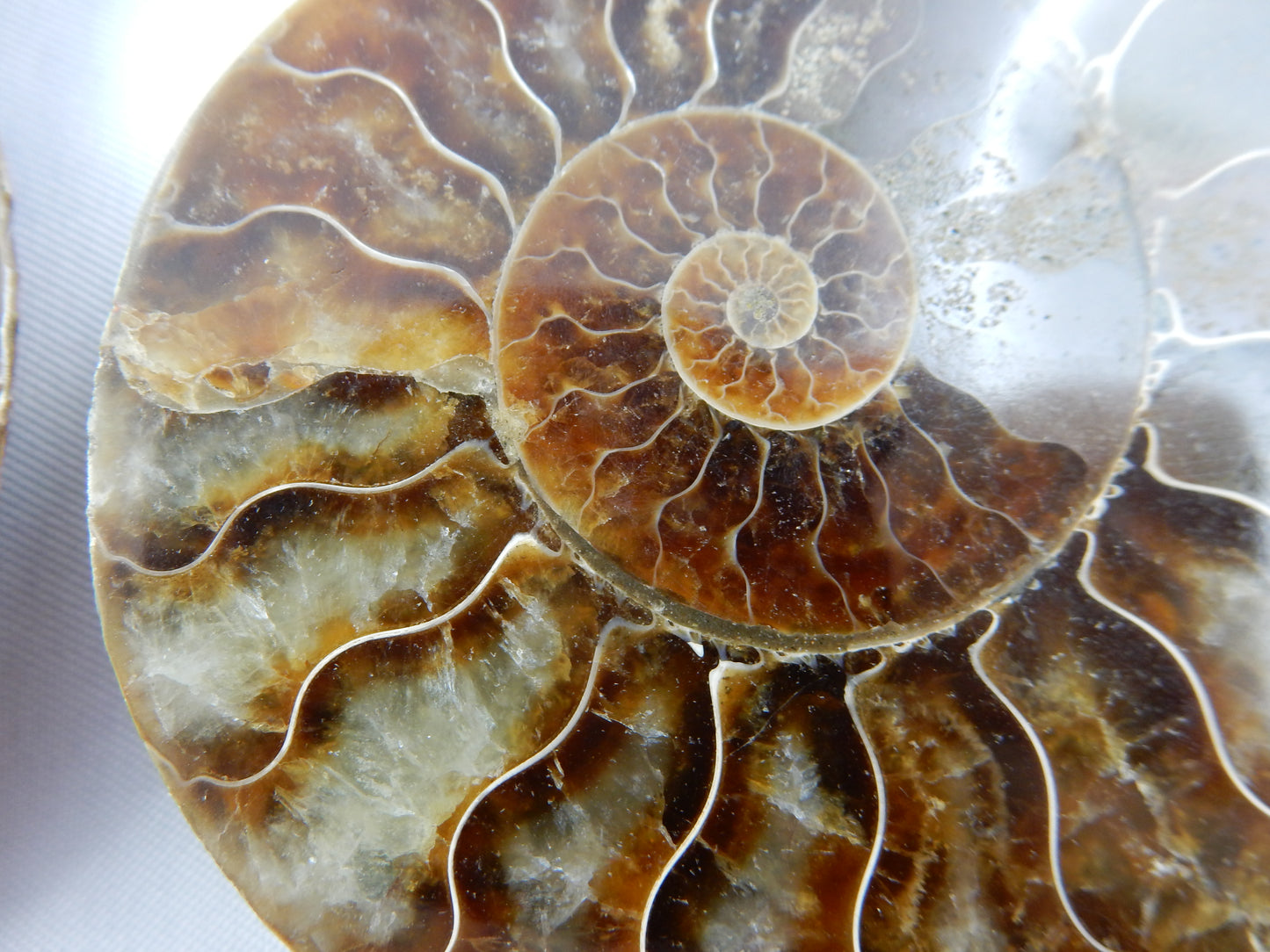 Ammonite Split Pair