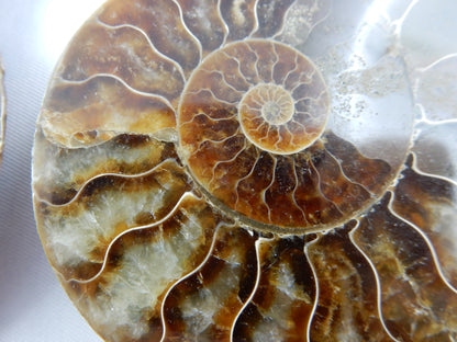 Ammonite Split Pair