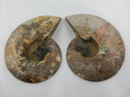 Ammonite Split Pair