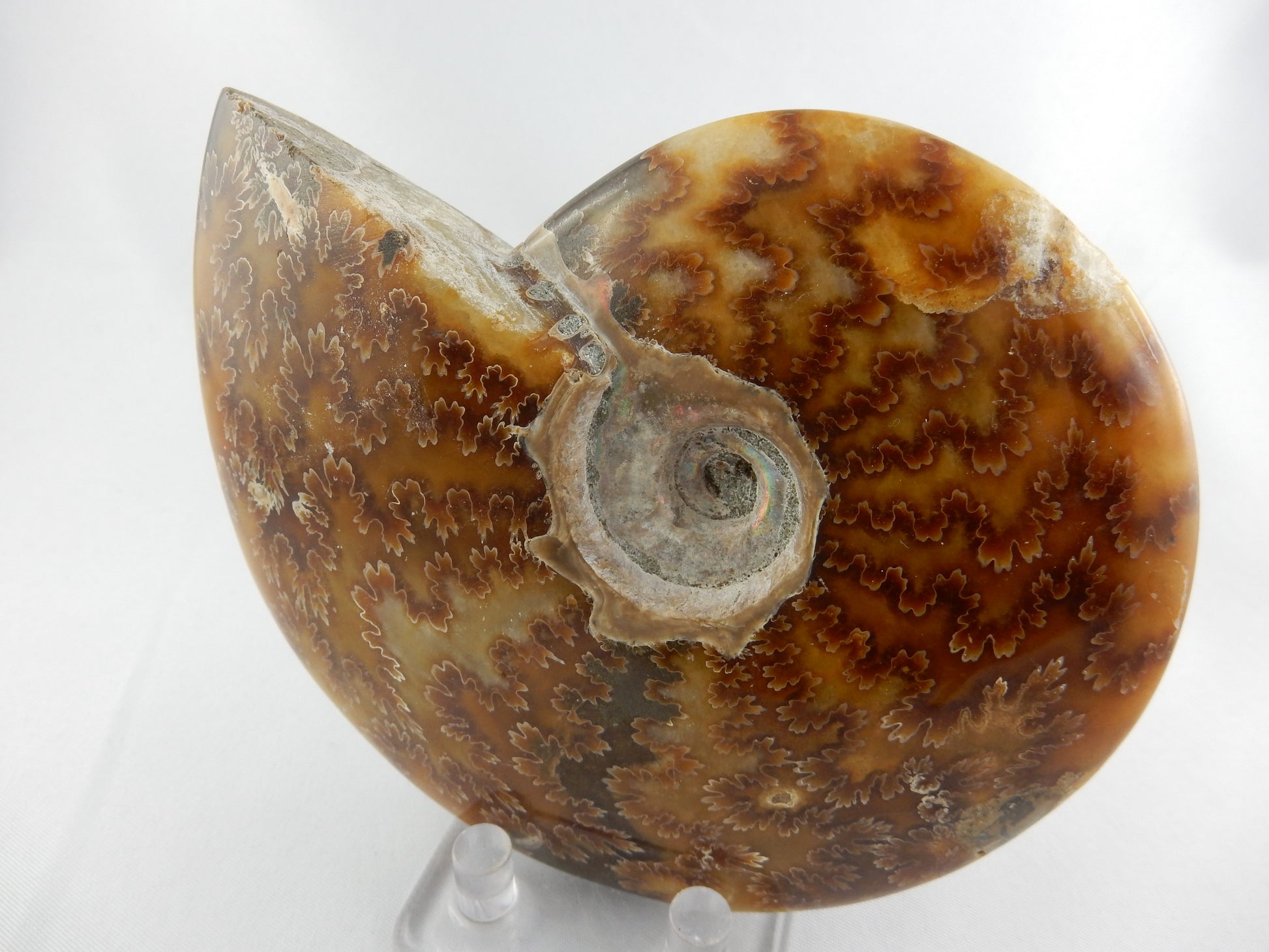 fine polished gemmy ammonite - hony coloured calcite excellent suture-chamber details - Jurassic 18myo
