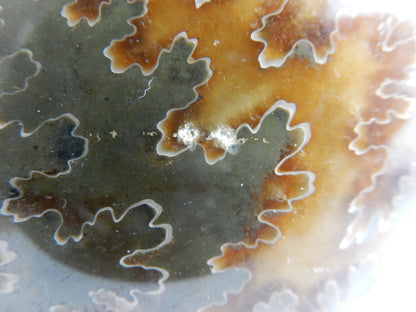 Ammonite BIG - great Sutures