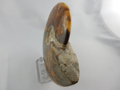 Ammonite BIG - great Sutures
