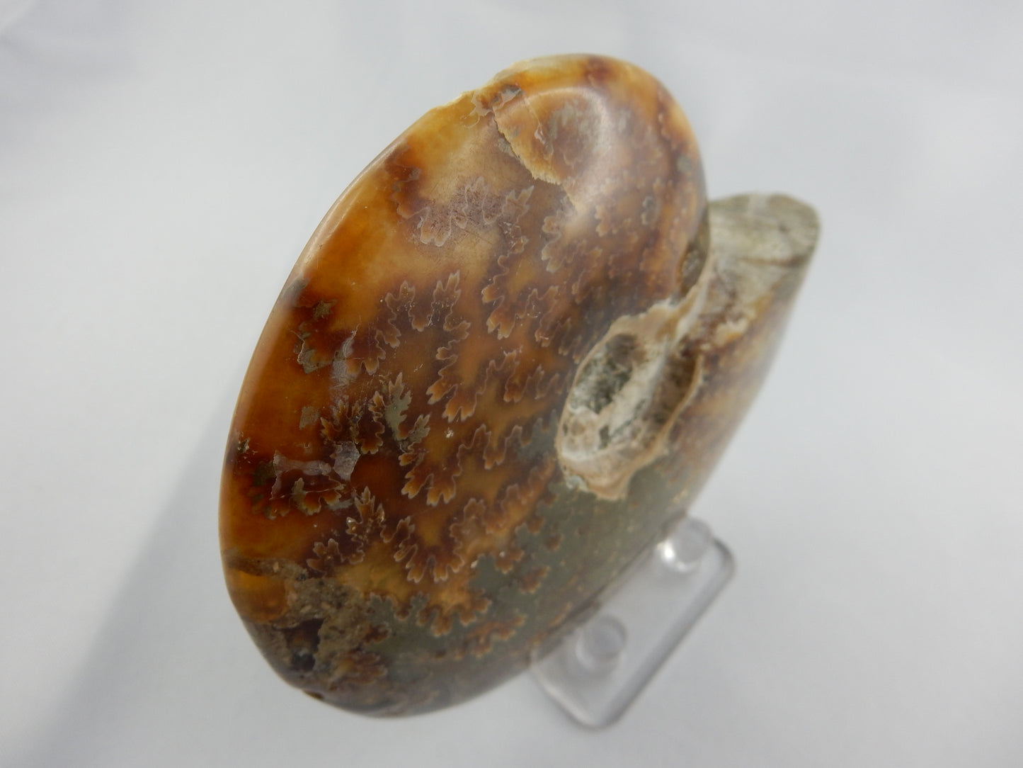 Ammonite BIG - great Sutures