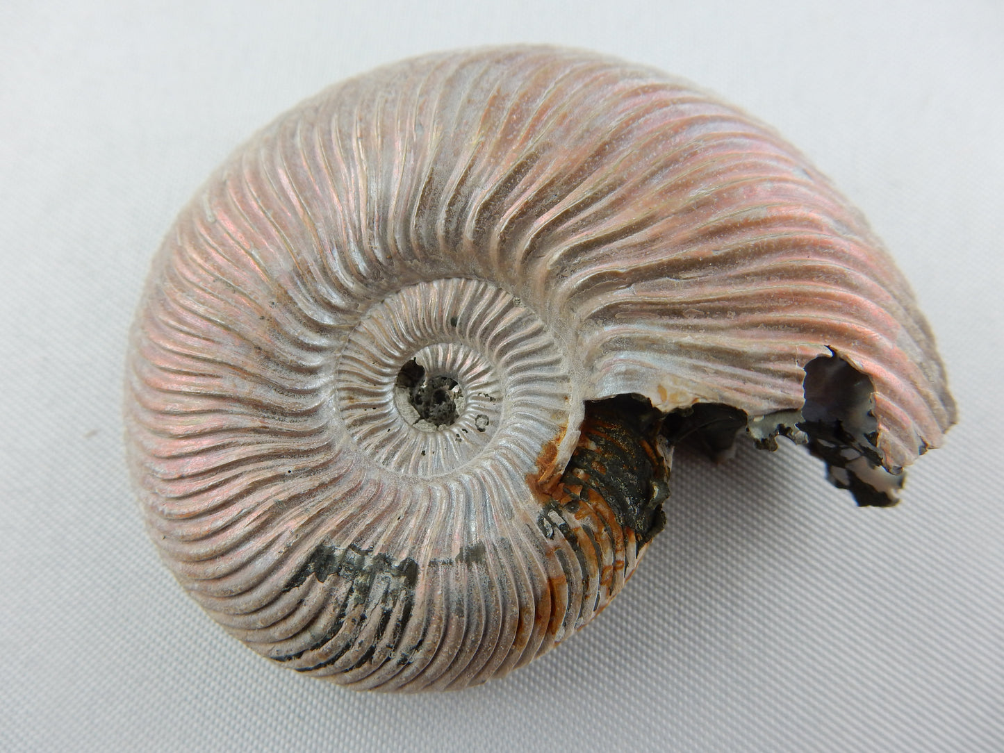 whole ammonite with beautiful pearly pink luster - and stylish suture waves