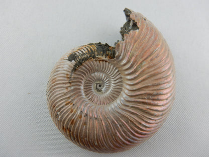 Ammonite - Pearly Pink Iridescent