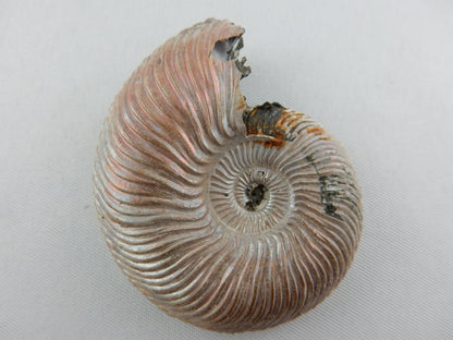 Ammonite - Pearly Pink Iridescent