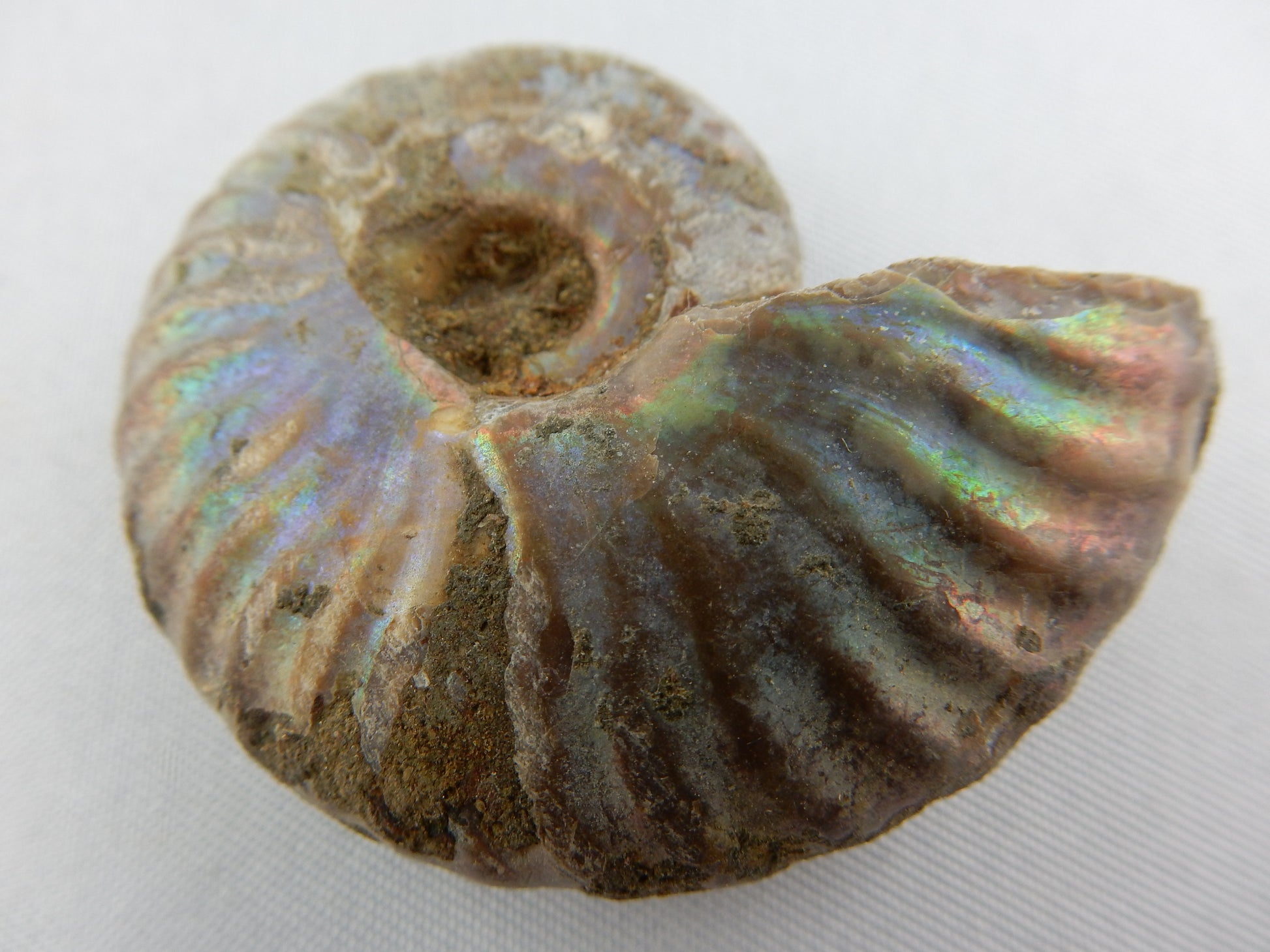 whole ammonite in a shining rainbow of colours of "ammolite"