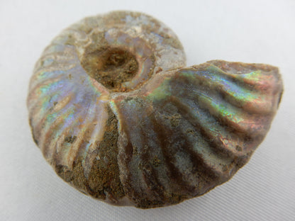whole ammonite in a shining rainbow of colours of "ammolite"