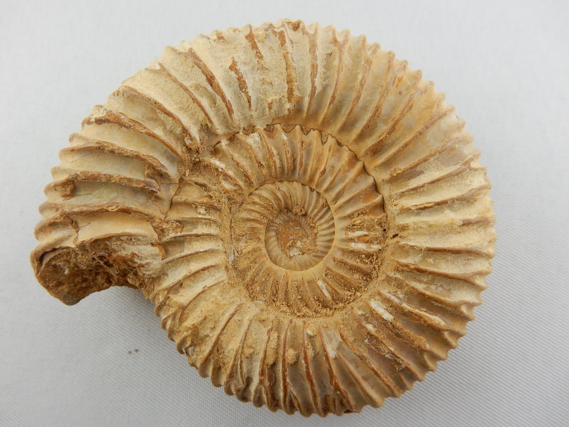 whole ammonite with a chalky-white-tan shell