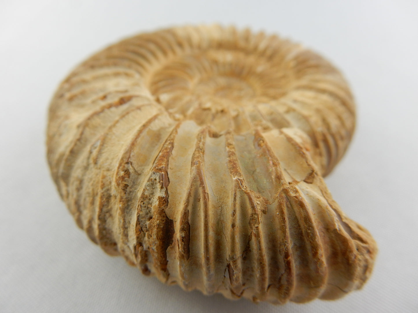 Ammonite - big white