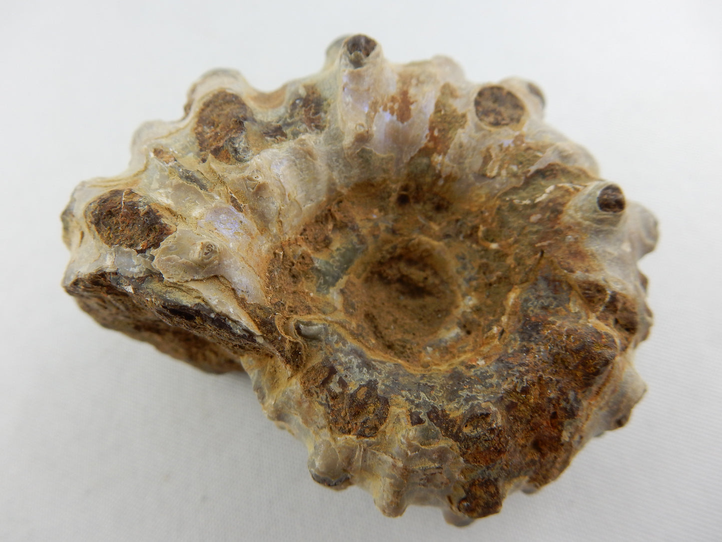whole ammonite with four knobby "horns" at each segment
