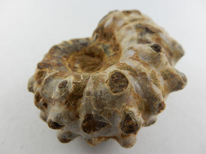 Ammonite - "Horny"