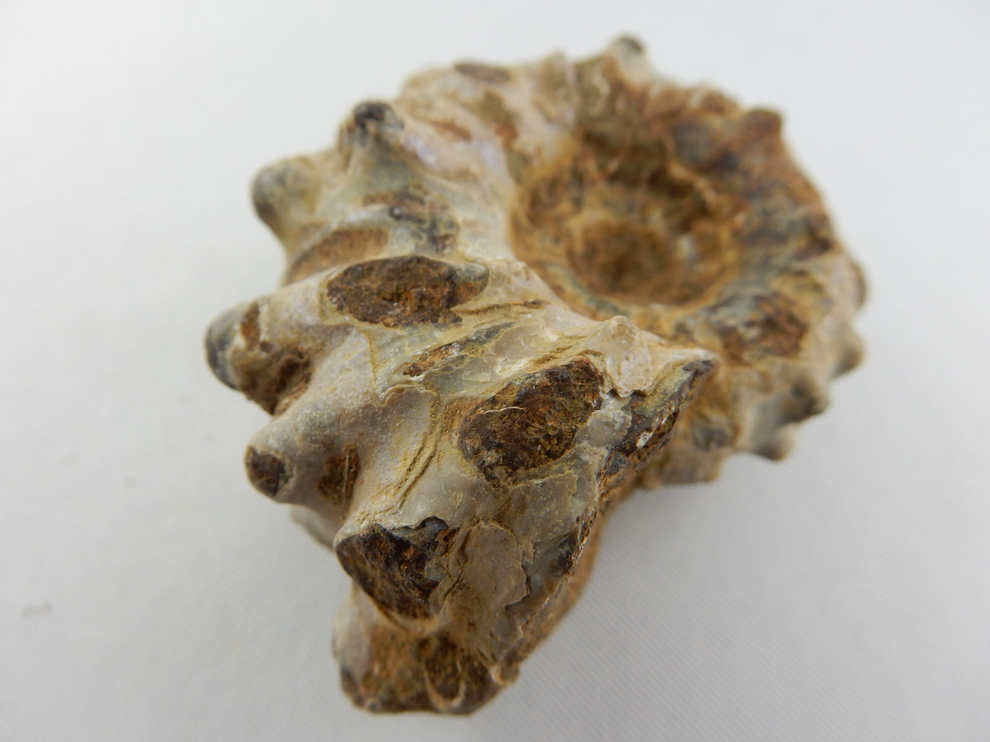 Ammonite - "Horny"