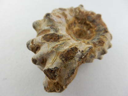 Ammonite - "Horny"
