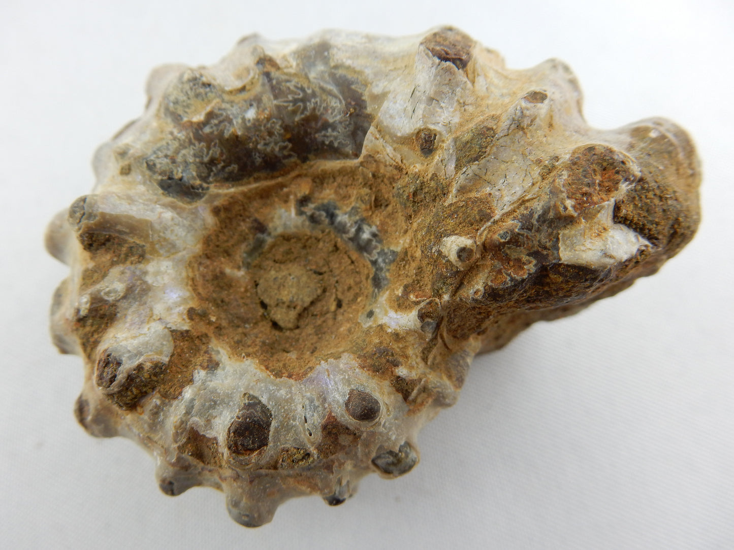 Ammonite - "Horny"