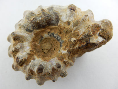 Ammonite - "Horny"