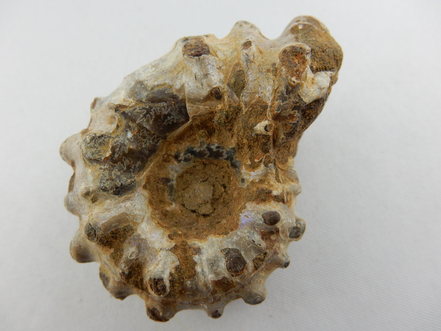 Ammonite - "Horny"