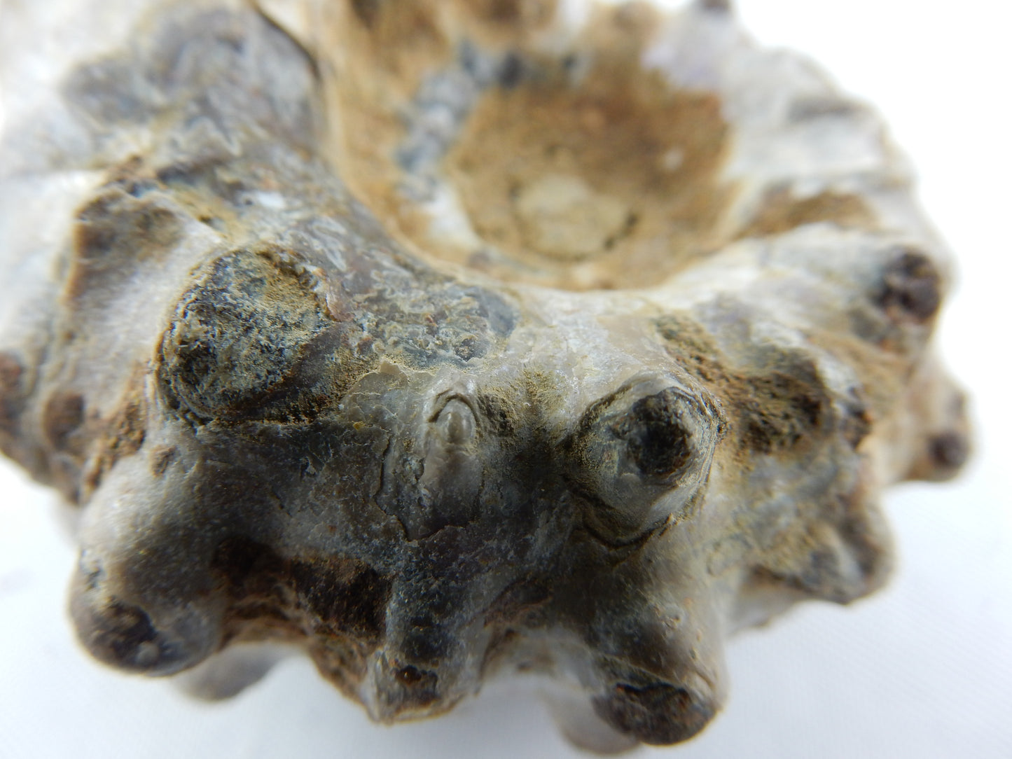 Ammonite - "Horny"