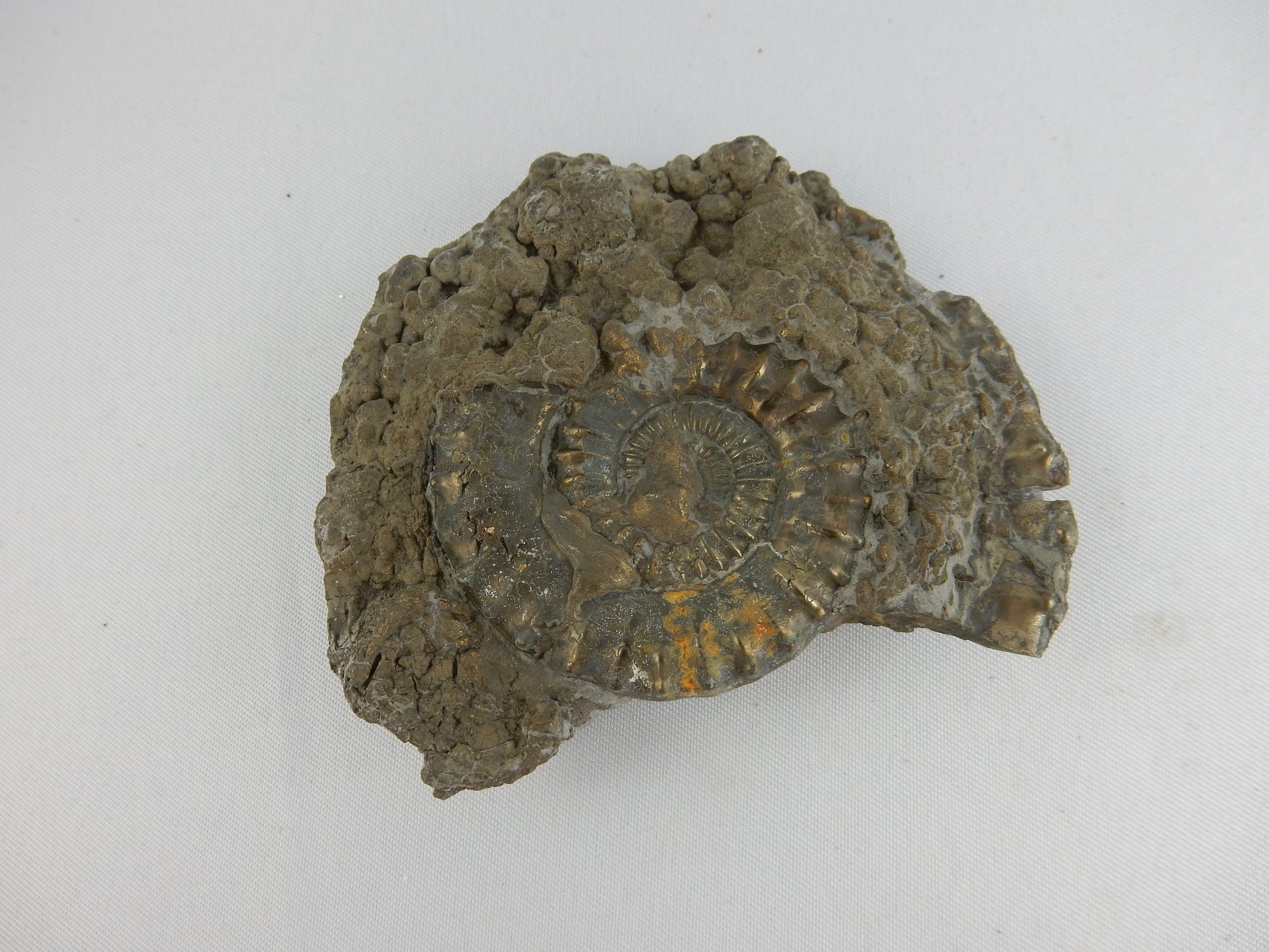 full pyrite replacement of ammonite fossil from famous "Jurassic Coast" UK beds - with smaller complete specimens on reverse