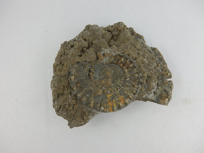 full pyrite replacement of ammonite fossil from famous "Jurassic Coast" UK beds - with smaller complete specimens on reverse