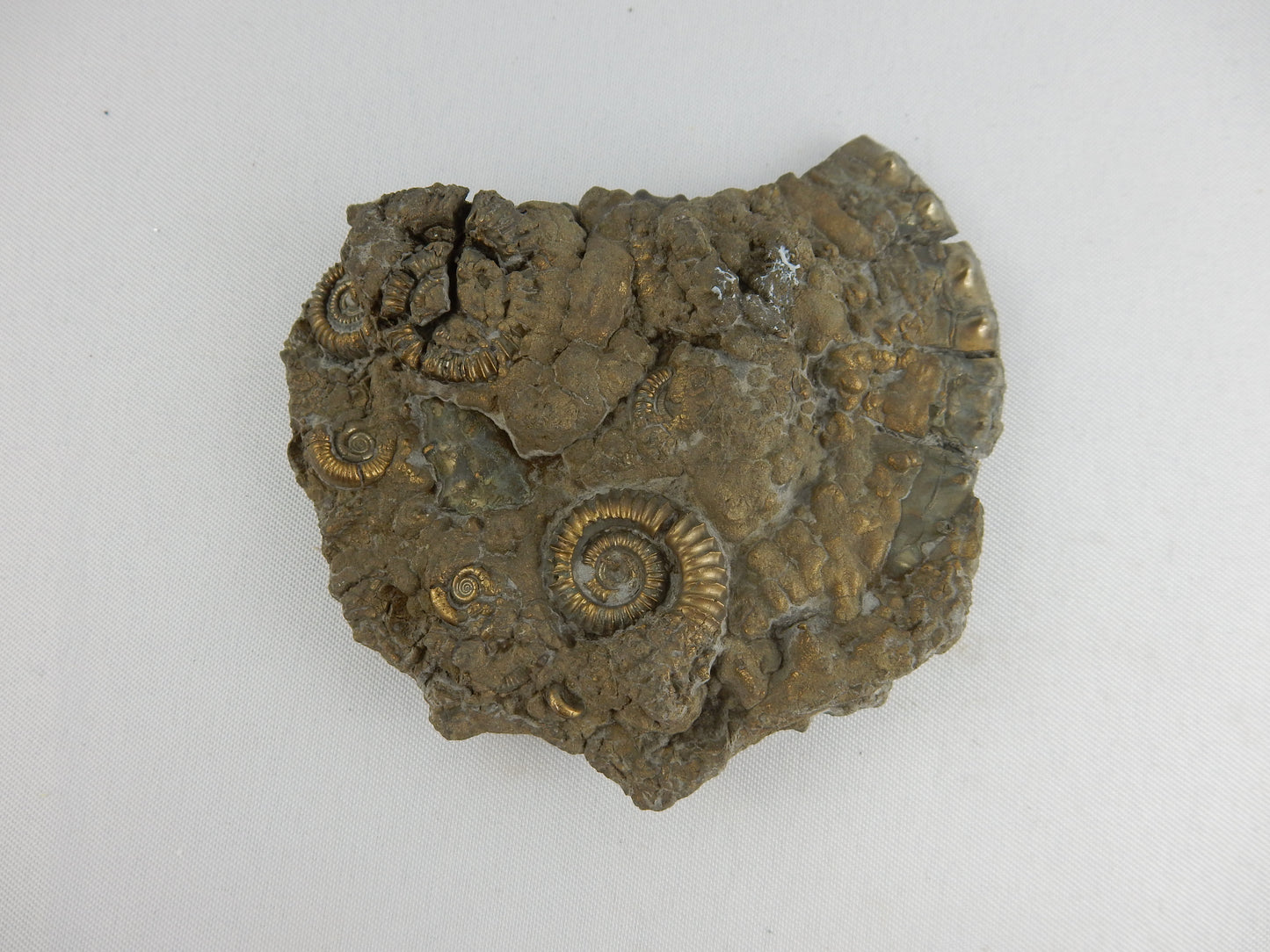 Ammonite Pyrite "Death Plate"