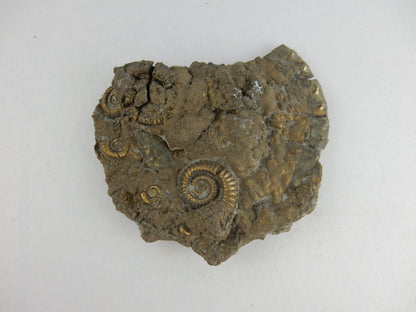 Ammonite Pyrite "Death Plate"