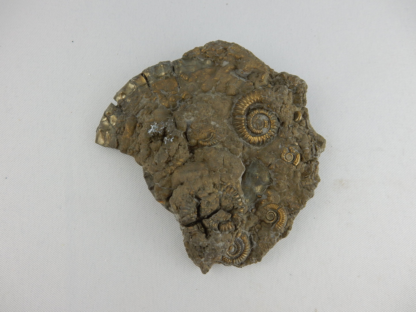 Ammonite Pyrite "Death Plate"
