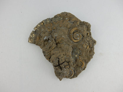 Ammonite Pyrite "Death Plate"