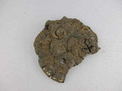 Ammonite Pyrite "Death Plate"