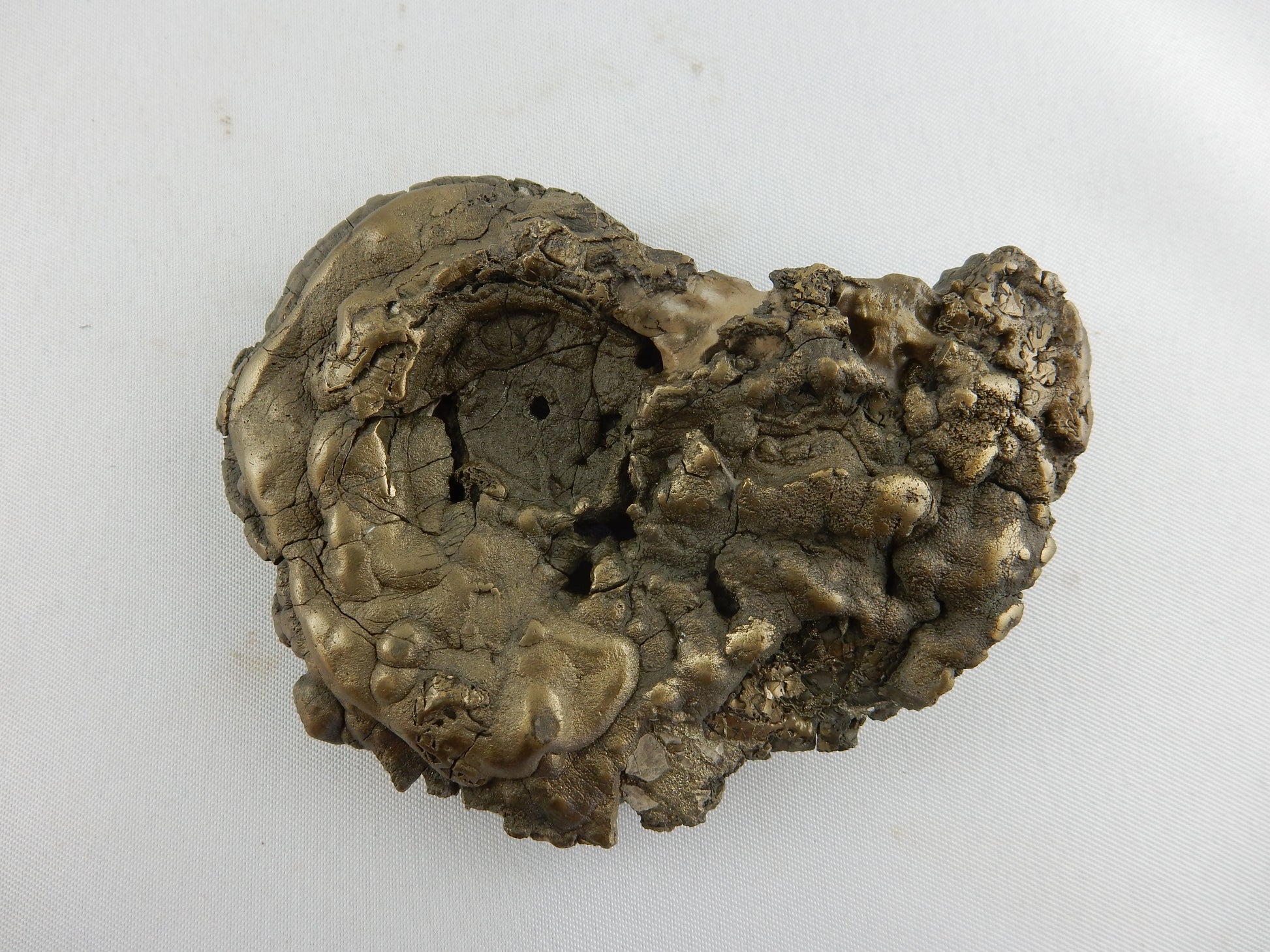 BIG globbed pyrite replacement of ammonite fossil from famous "Jurassic Coast" UK beds