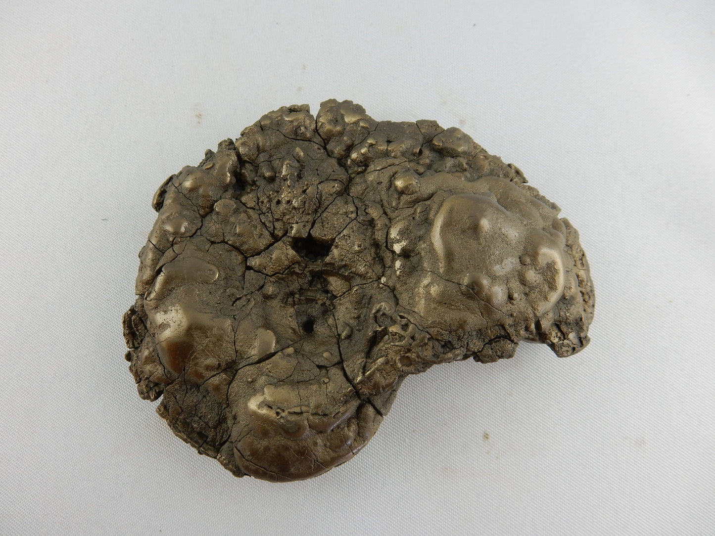 Ammonite BIG Pyrite