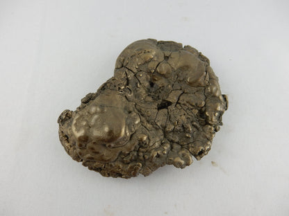 Ammonite BIG Pyrite