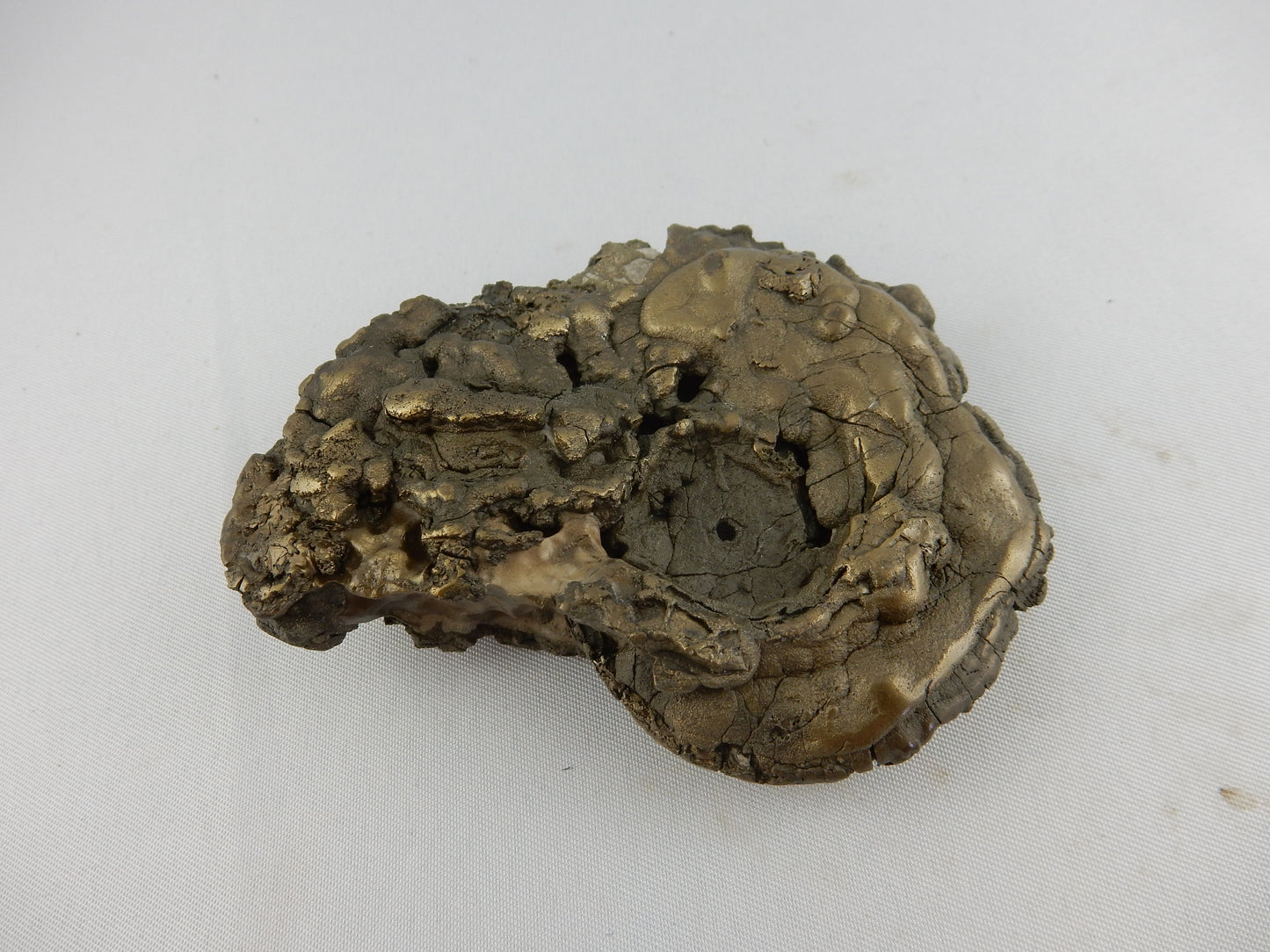 Ammonite BIG Pyrite